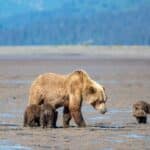 ahzL9muA