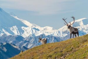caribou grazing in denali national park