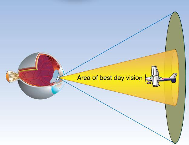 human eye daytime vision