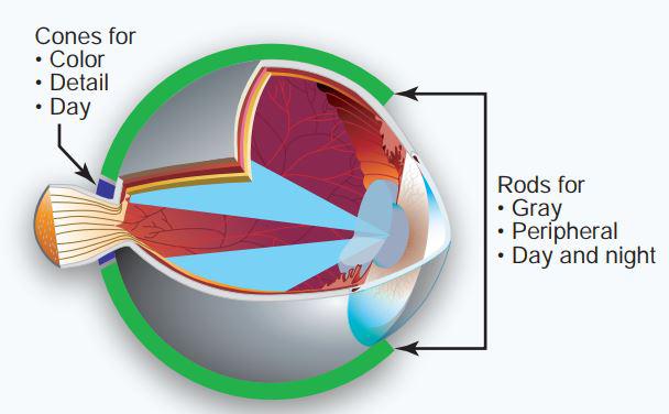 human eye night vision