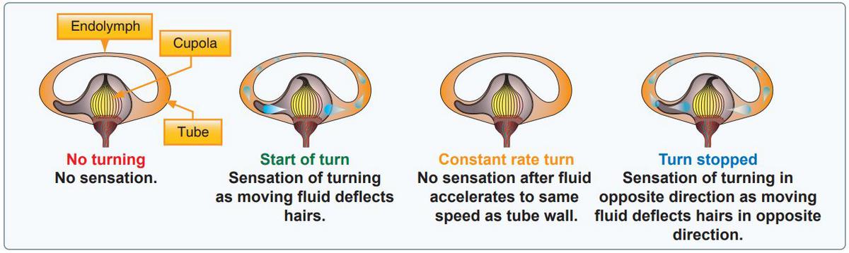inner ear fluid flying balance
