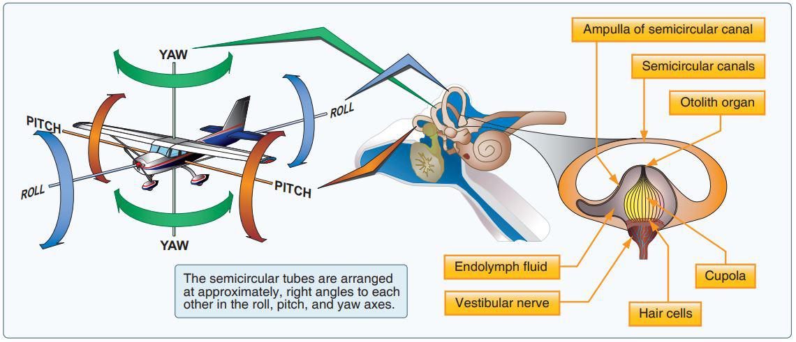 inner ear vesibular system flying flight training