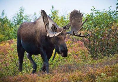 Moose in ALaska